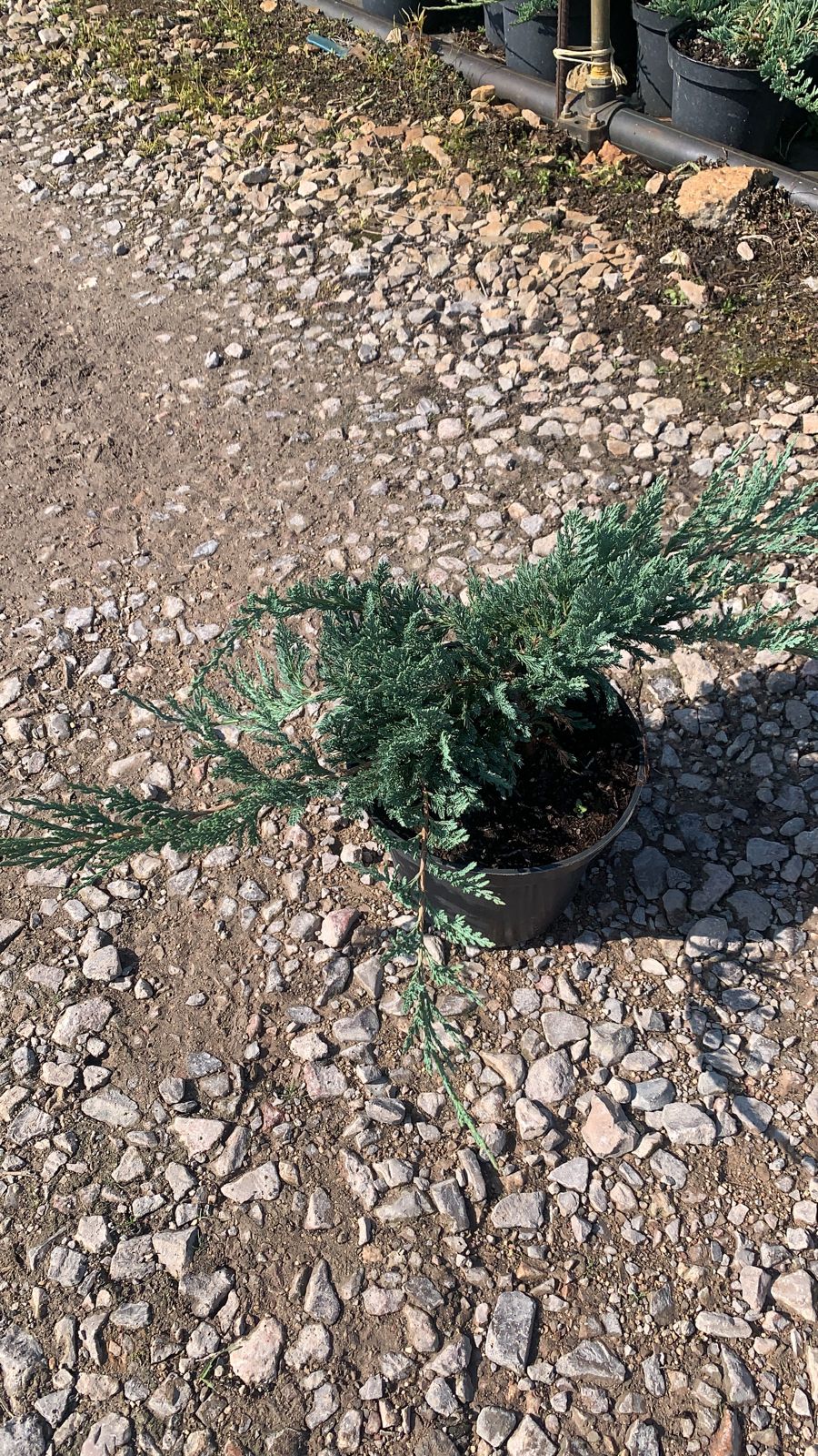 Можжевельник горизонтальный Блю Чип